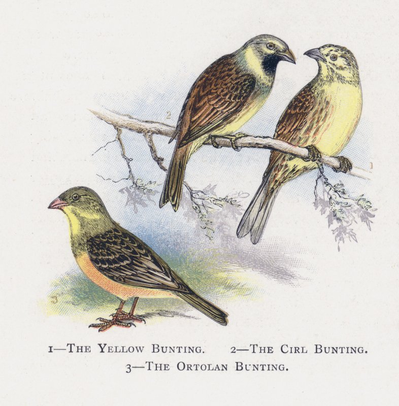 The Yellow Bunting, The Cirl Bunting, The Ortolan Bunting by Alexander Francis Lydon