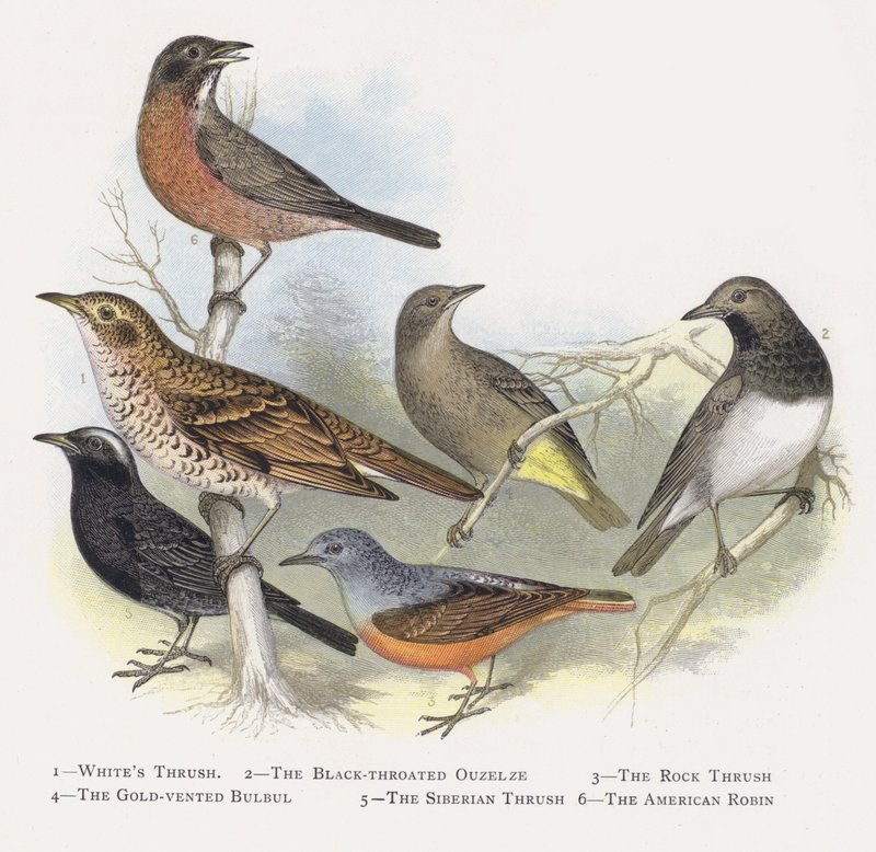 Whites Thrush, The Black-throated Ouzelze, The Rock Thrush, The Gold-vented Bulbul, The Siberian Thrush, The American Robin by Alexander Francis Lydon
