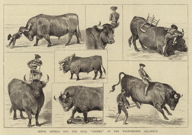 Senor Ortega and the Bull Ligero at the Westminster Aquarium by Alfred Chantrey Corbould