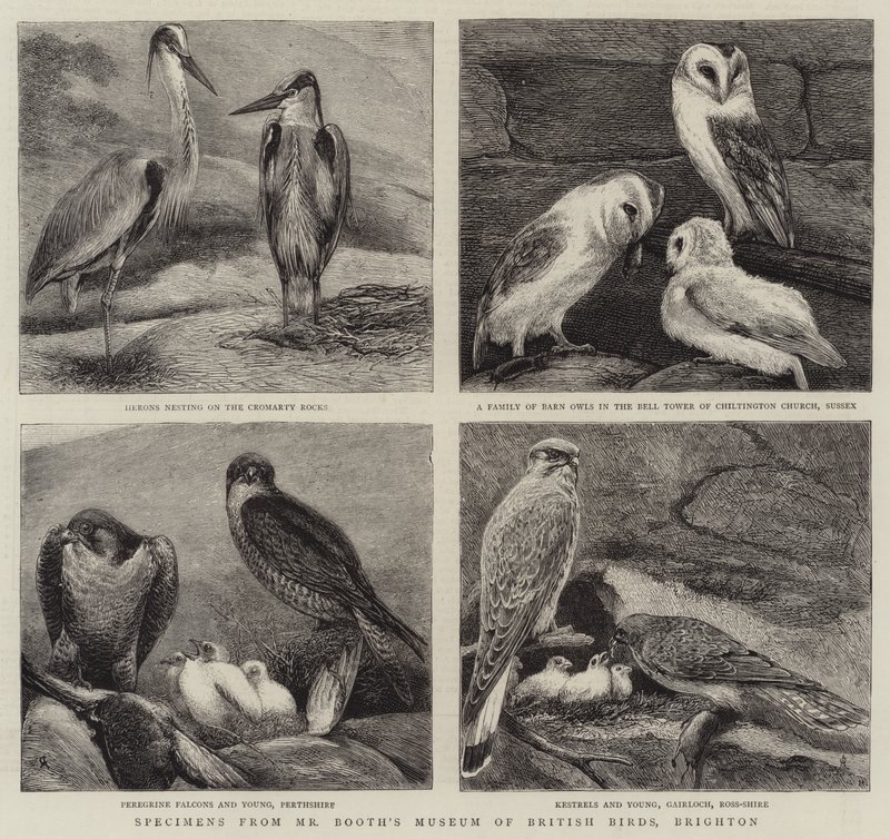 Specimens from Mr Booth
