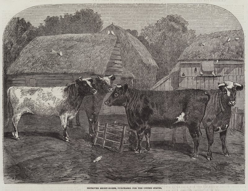 Improved Short-Horns, Purchased for the United States by Alfred Courbould