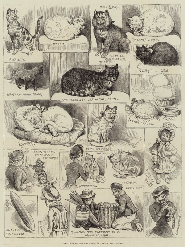 Sketches of the Cat Show at the Crystal Palace by Alfred Courbould
