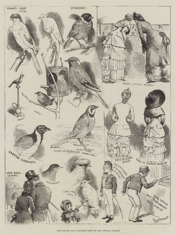 The Canary and Cage-Bird Show at the Crystal Palace by Alfred Courbould