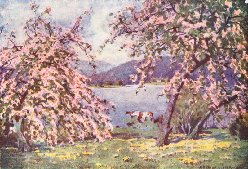 Lake District: Esthwaite Water, Apple Blossom by Alfred Heaton Cooper