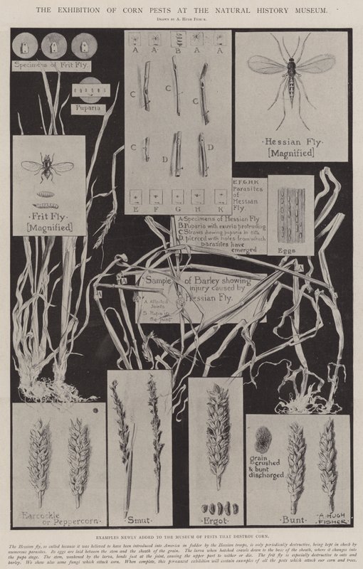 The Exhibition of Corn Pests at the Natural History Museum by Alfred Hugh Fisher