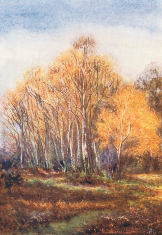 New Forest: Birches on the Brockenhurst Road, near New Park, November by Alice Julia Argles