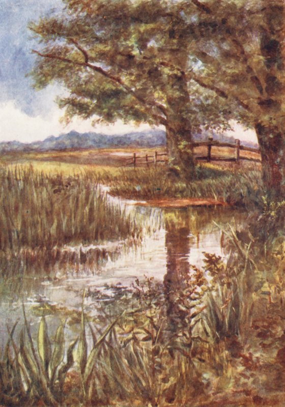 New Forest: The Pond at Park Hill, July by Alice Julia Argles