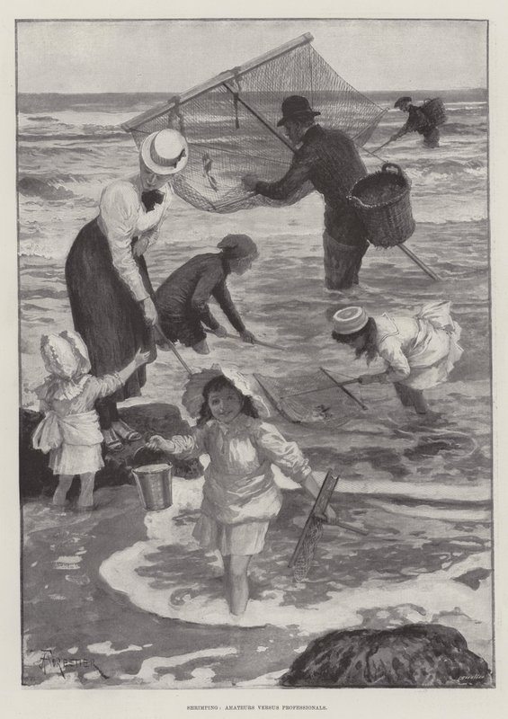 Shrimping, Amateurs versus Professionals by Amedee Forestier