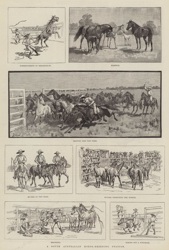 A South Australian Horse-Breeding Station by Amedee Forestier