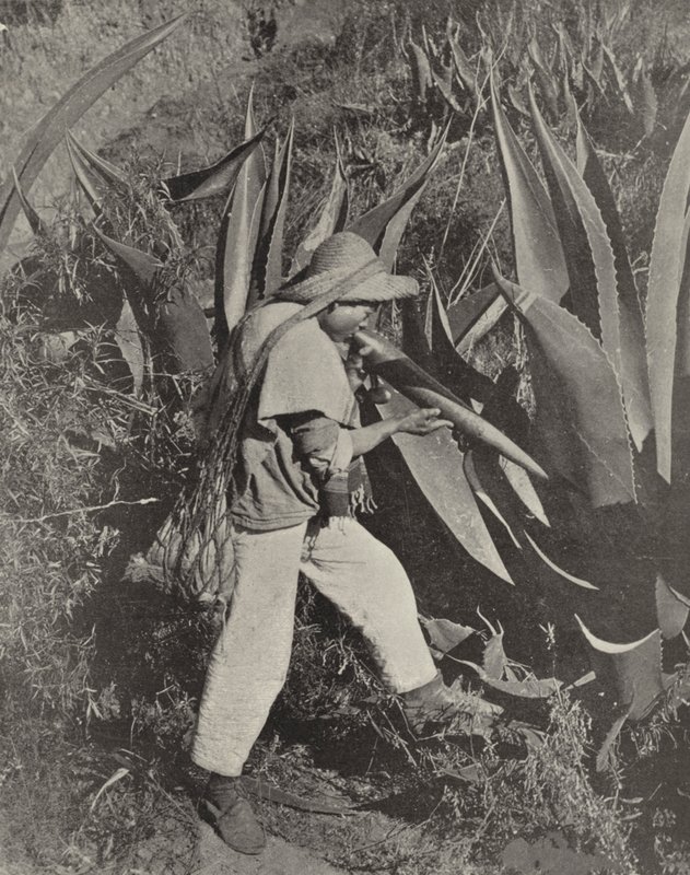 A Mexican Pulque Gatherer by American Photographer (after)