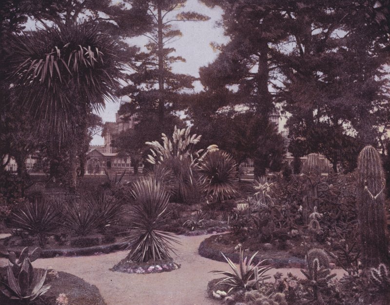 A cactus garden of Southern California by American Photographer (after)