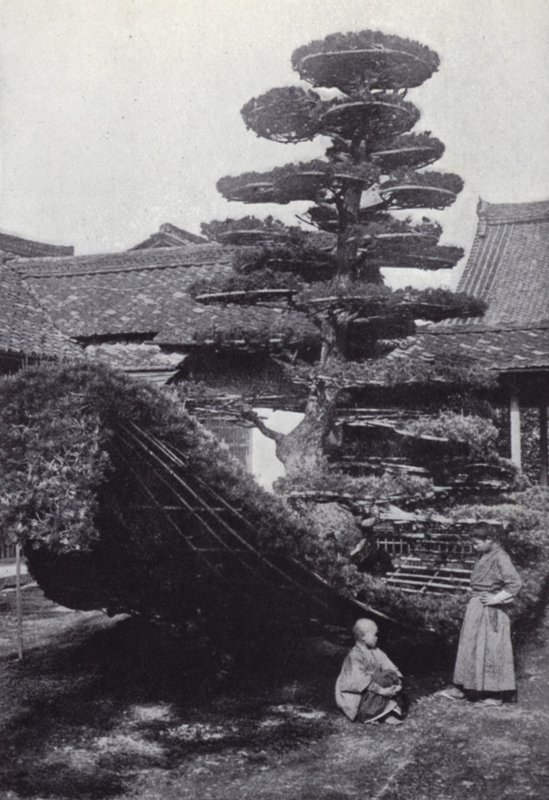 A pine-tree trained into the shape of a boat by American Photographer (after)
