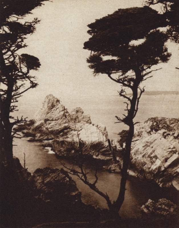 California: Monterey Cypress by American Photographer (after)