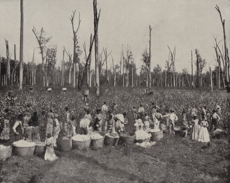 Cotton Picking in Mississippi by American Photographer (after)