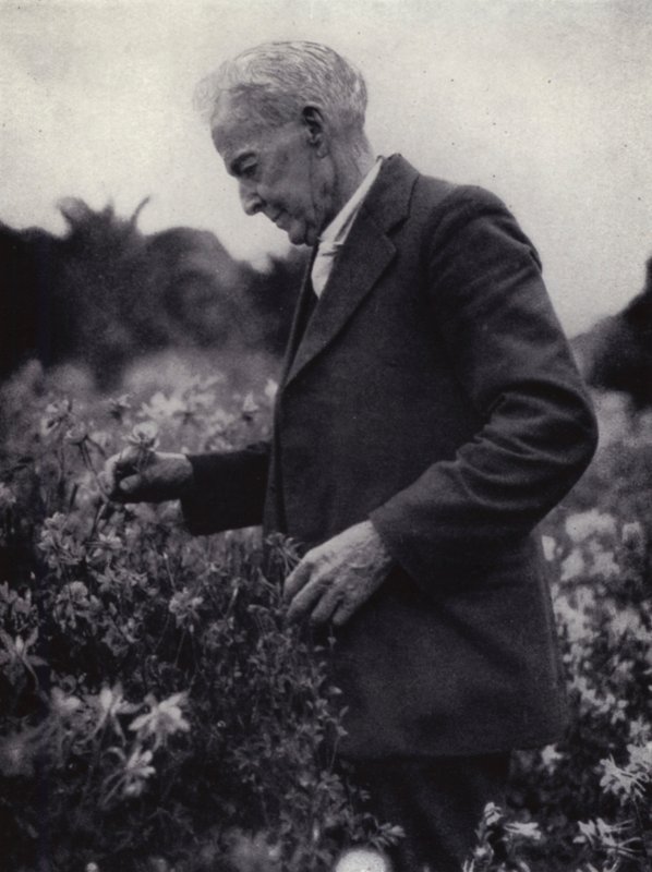 Luther Burbank Among His Flowers by American Photographer (after)