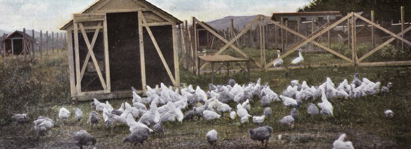 Oregon: Poultry Raising by American Photographer (after)