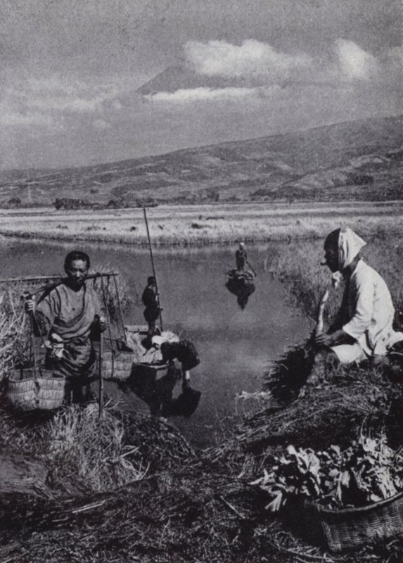 Peasants gathering rushes in the great vegetable district of Suzukawa by American Photographer (after)