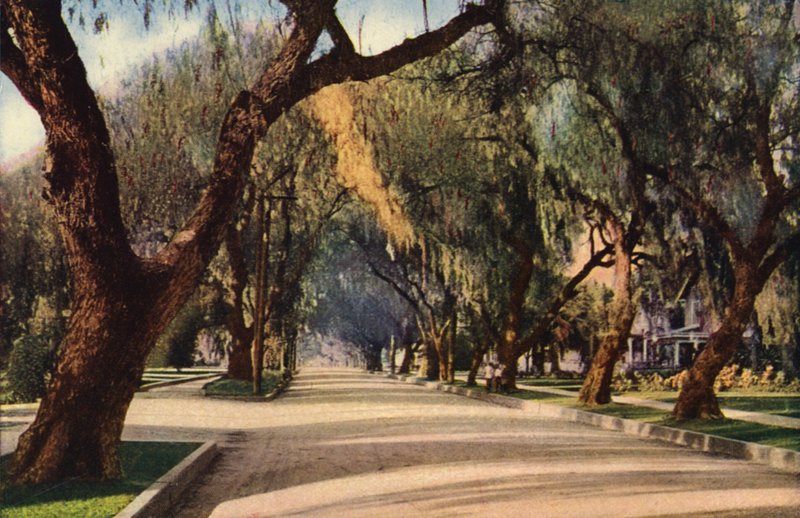 Avenue of Pepper Trees, Pasadena by American Photographer