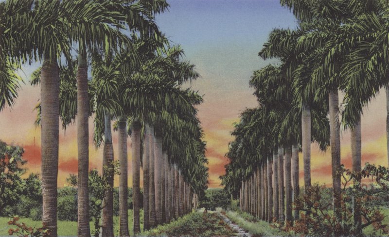 Royal Palms Avenue by American Photographer
