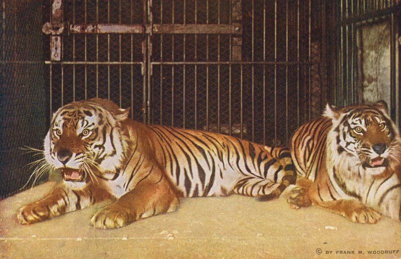 Chicago: Tigers in Lincoln Park by American Photographer
