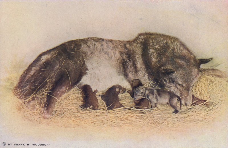 Chicago: Timber Wolf and Young, Lincoln Park by American Photographer