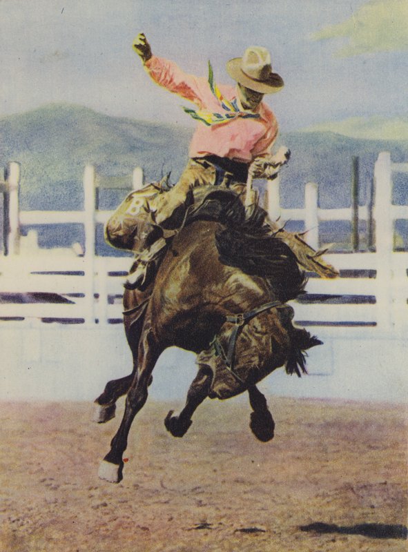 Cowboy Breaking in a Horse by American Photographer