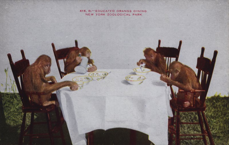 Educated orangutans dining, New York Zoological Park by American Photographer