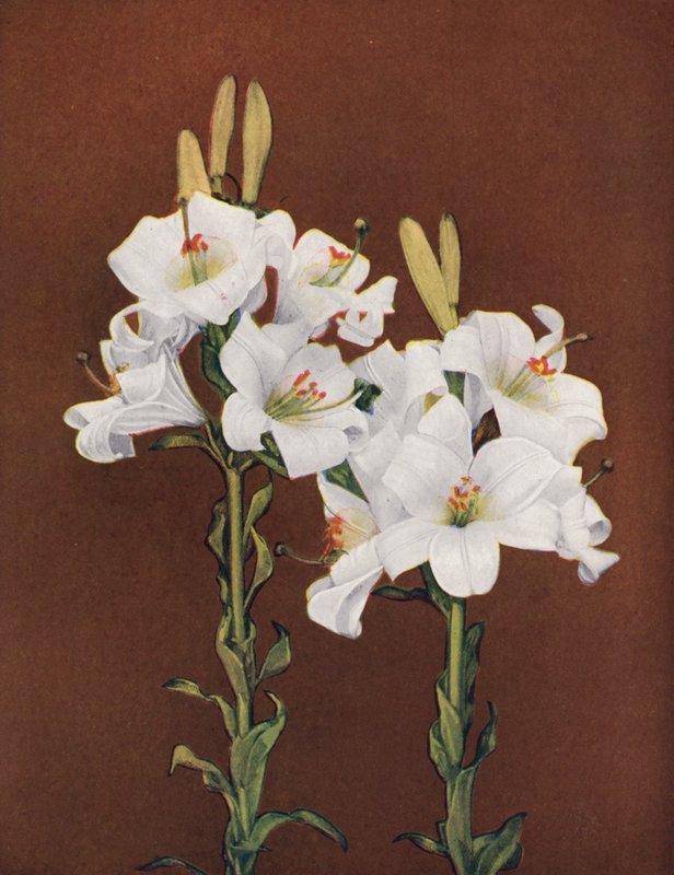 Lilies: Lilium Candidum by American Photographer