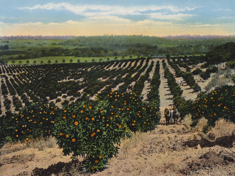 Orange Grove near Colfax, California by American Photographer