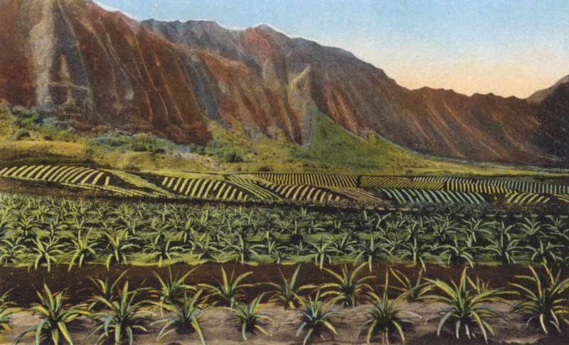 Pineapple Plantation, Oahu by American Photographer