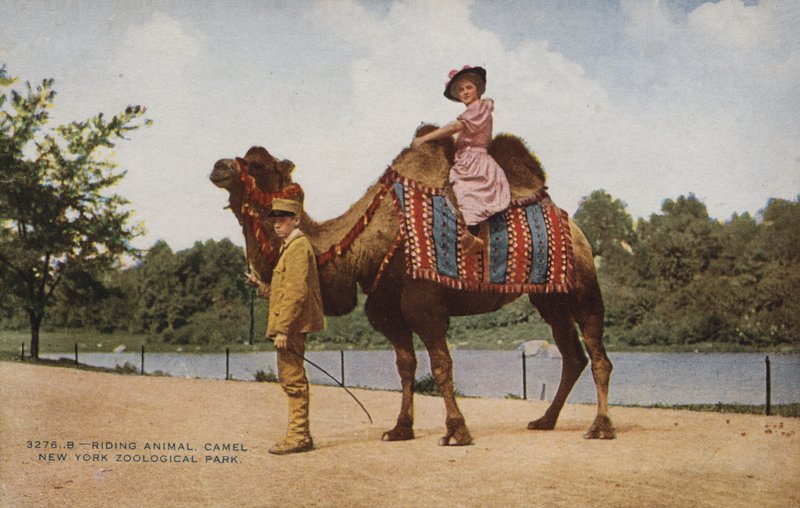 Riding Camel, New York Zoological Park by American Photographer