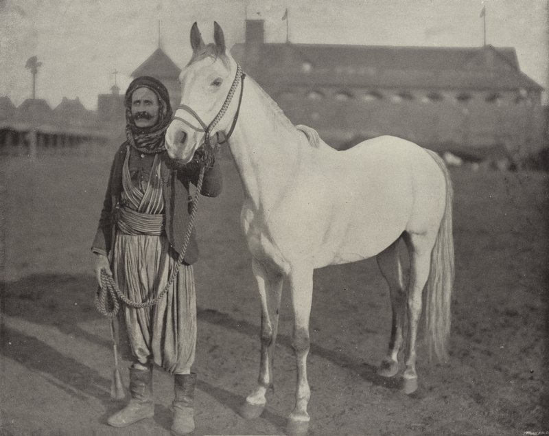 The Bedouin