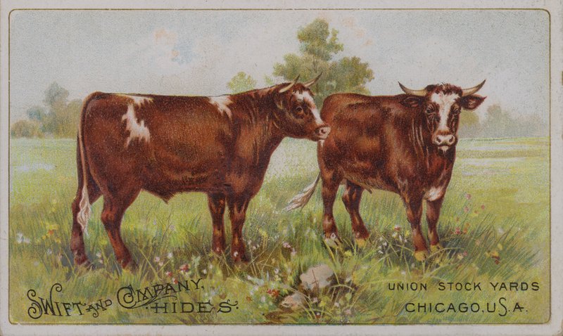 American Trade Card Advertising Swift and Company Animal Hides, Union Stock Yards, Chicago, Illinois by American School