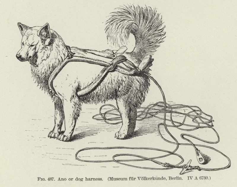 Ano or Dog Harness by American School
