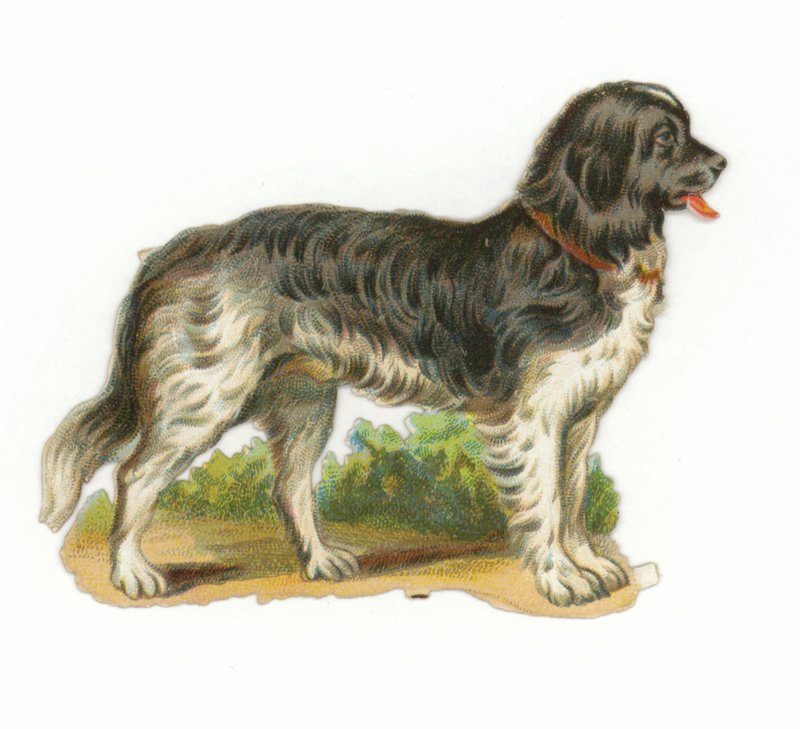 Black and White Dog by American School
