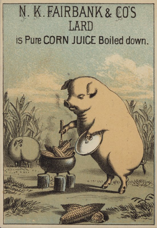 Hog Cooking Corn to Make Lard by American School