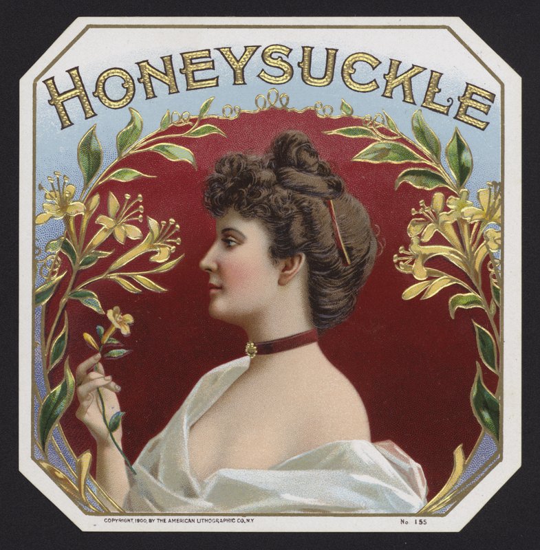 Honeysuckle by American School