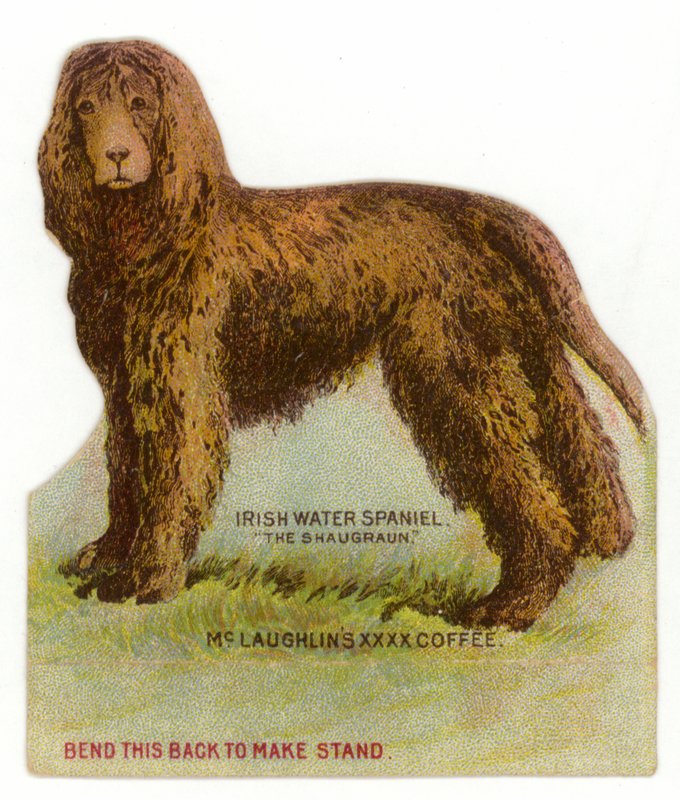 Irish Water Spaniel by American School