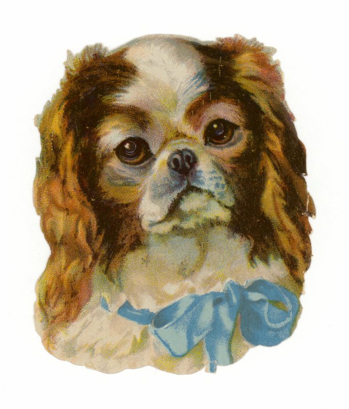 King Charles Cavalier Spaniel by American School