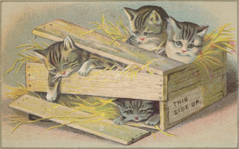 Kittens in a Broken Crate by American School