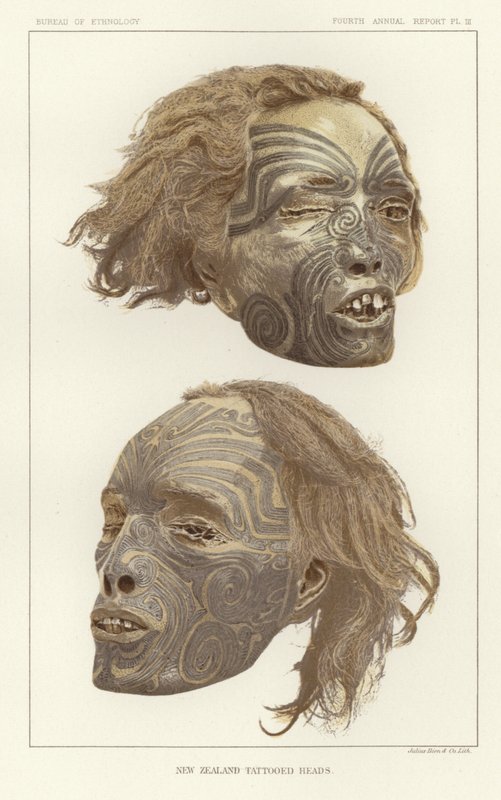 New Zealand Tattooed Heads by American School