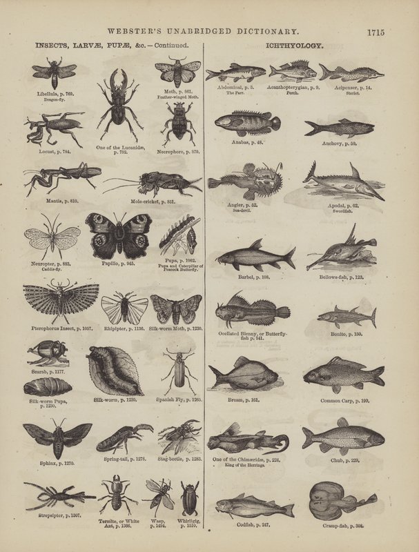 Page from Webster