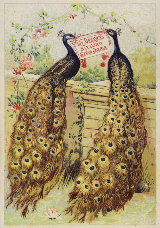 Peacocks Sitting on Wall by American School