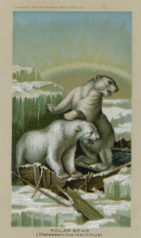 Polar Bear, Thalassarctos Maritimus by American School