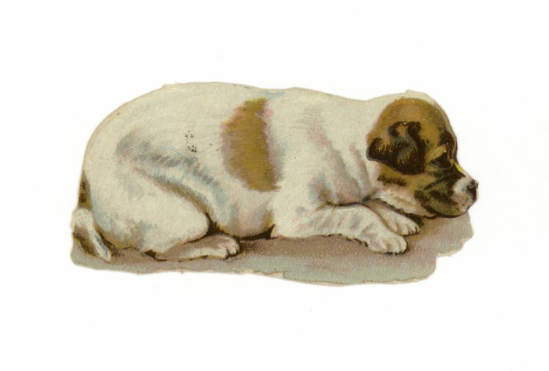 Puppy Lying Down by American School