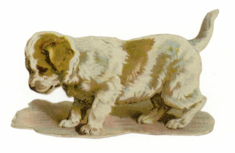 Puppy Standing by American School
