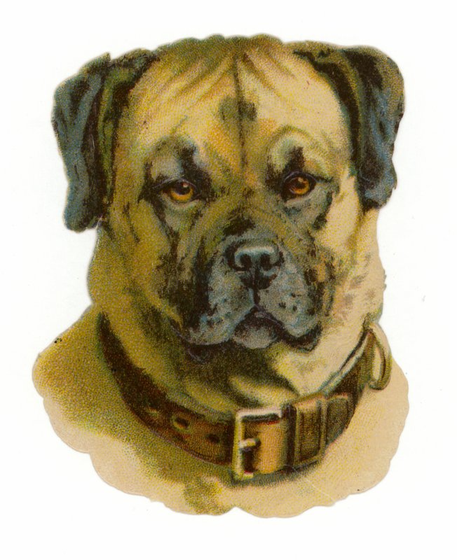 Rottweiler Dog Head by American School