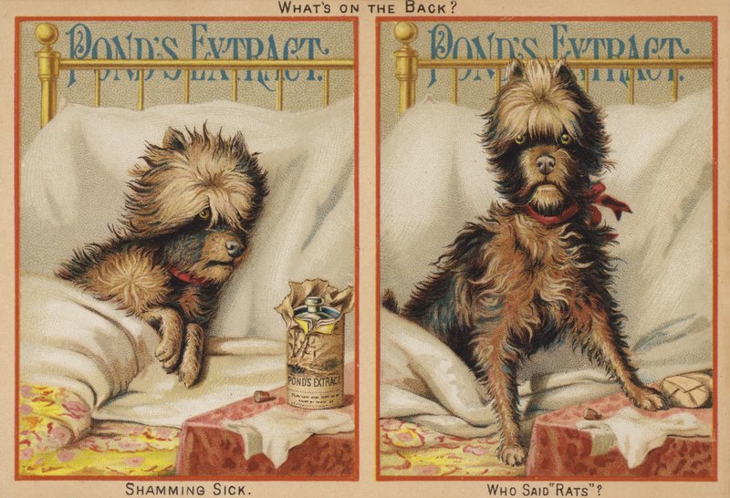 Sick Dog In Bed by American School