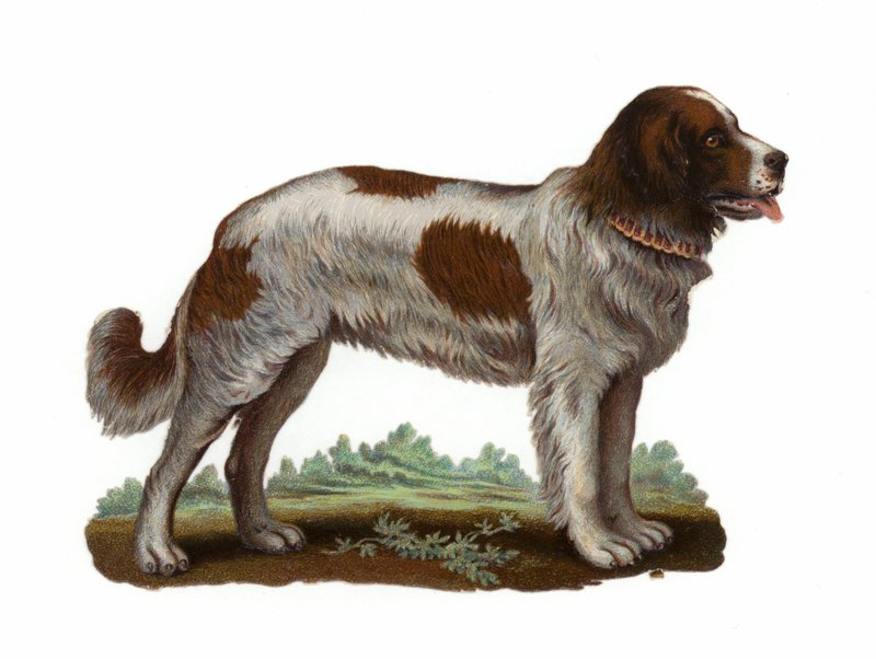 St Bernard Dog by American School