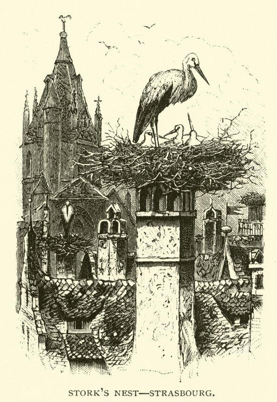 Stork